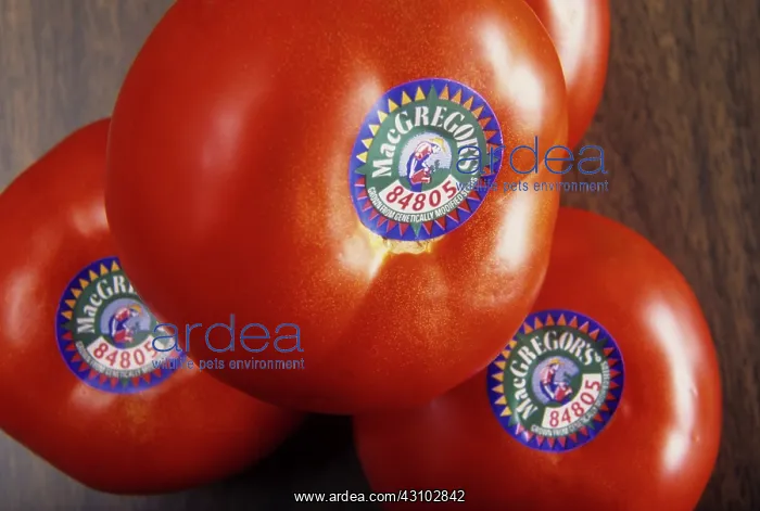 : Genetically modified tomatoes : Genetically modified tomatoes