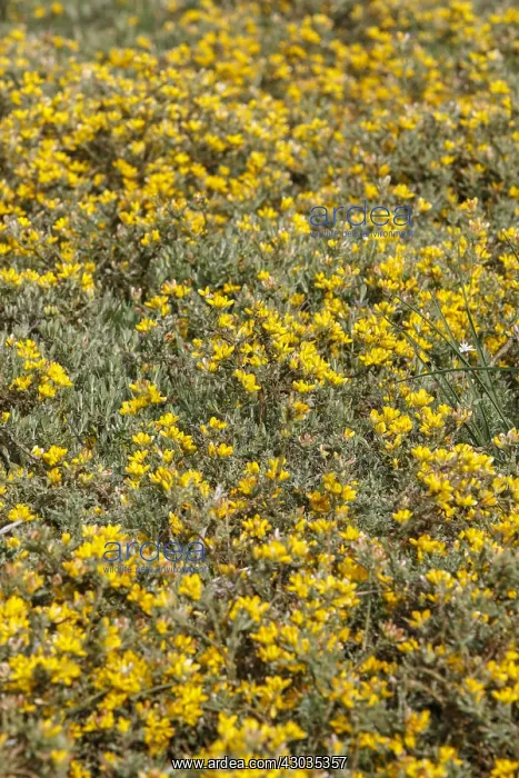 : Genista tridentata - flowers on field - Galicia, Spain : Genista tridentata - flowers on field - Galicia, Spain