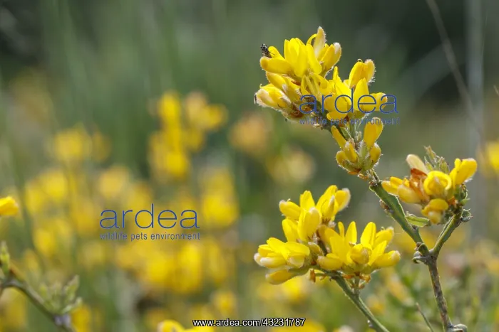 : Genista tridentata - flowers on field - Galicia, Spain : Genista tridentata - flowers on field - Galicia, Spain