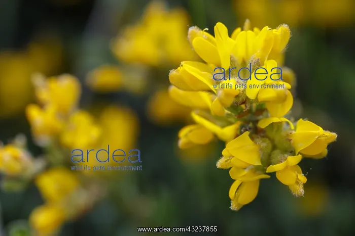 : Genista tridentata - flowers on field - Galicia, Spain : Genista tridentata - flowers on field - Galicia, Spain