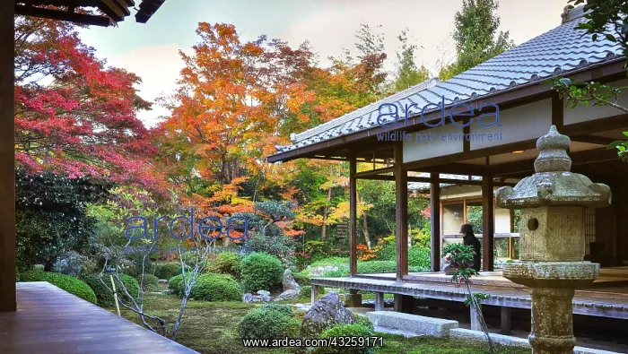 : Genko_an temple in autumn in Ky&, x134bec; Japan : Genko_an temple in autumn in Ky&, x134bec; Japan