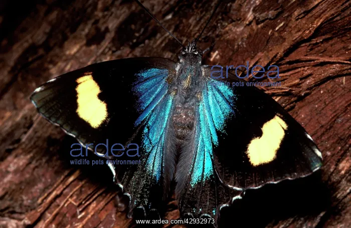 : Genoveva butterfly - female that was 'guardedI : Genoveva butterfly - female that was 'guardedI