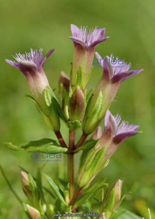 : Gentian (Gentianella amarella). chalk downland. UK : Gentian (Gentianella amarella). chalk downland. UK