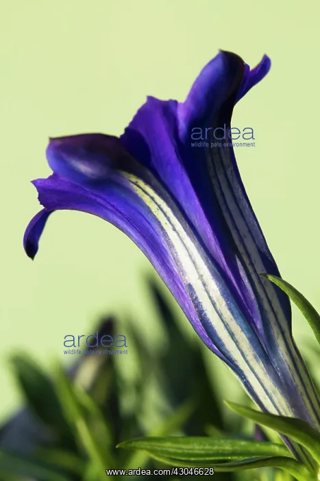 : Gentian. 'Single, funnel shaped flower of Gentiana sino-ornata Shot Silk : Gentian. 'Single, funnel shaped flower of Gentiana sino-ornata Shot Silk