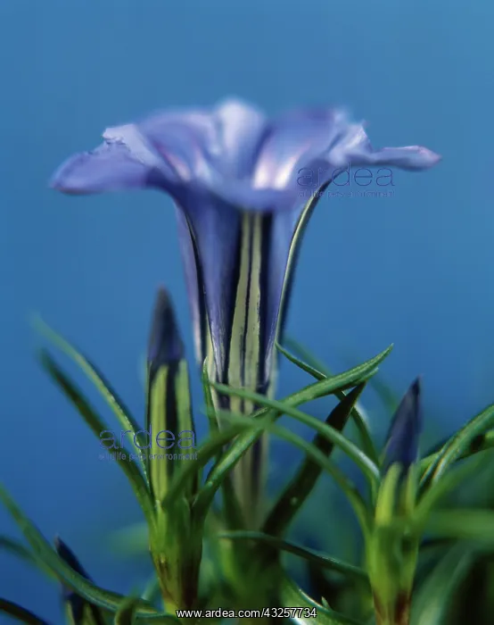 : Gentian, Gentiana macaulayi : Gentian, Gentiana macaulayi