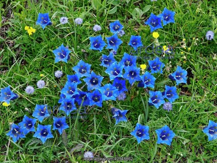 : Gentian flower : Gentian flower