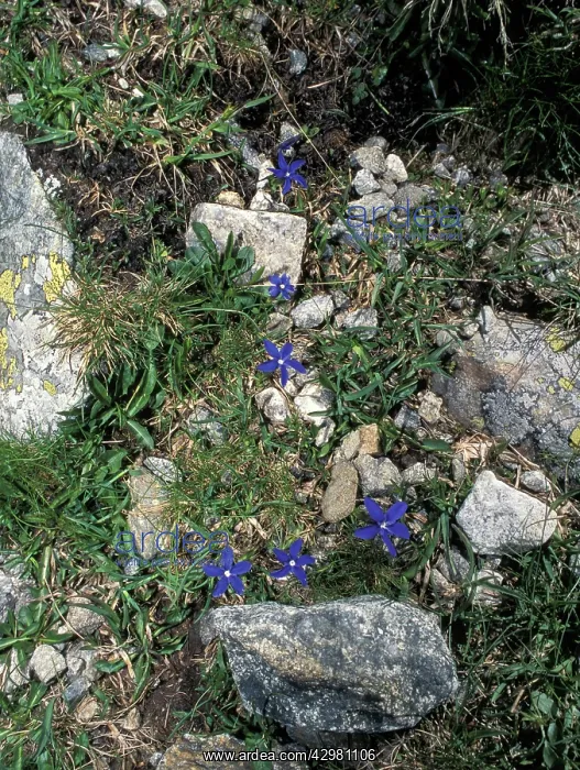 : Gentian - Flowers : Gentian - Flowers