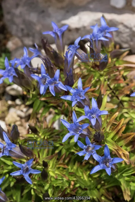 : Gentian (Gentiana freyniana), group of flowers : Gentian (Gentiana freyniana), group of flowers