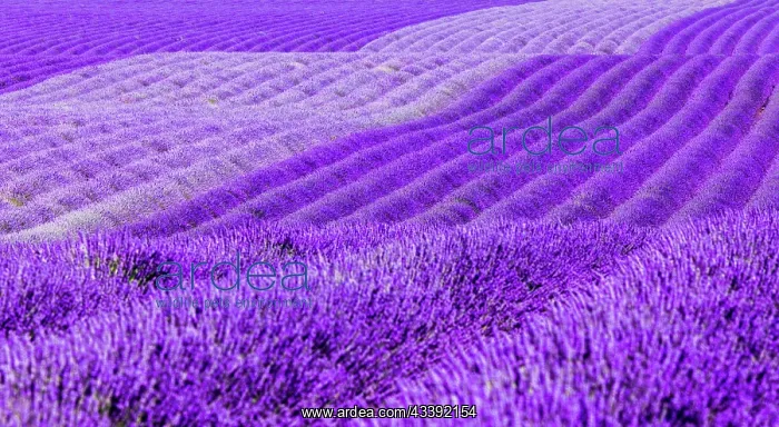 : Gentle waves of lavender fields on the Palteau de : Gentle waves of lavender fields on the Palteau de