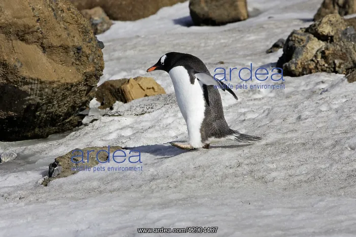 : Gentoo Penguin : Gentoo Penguin