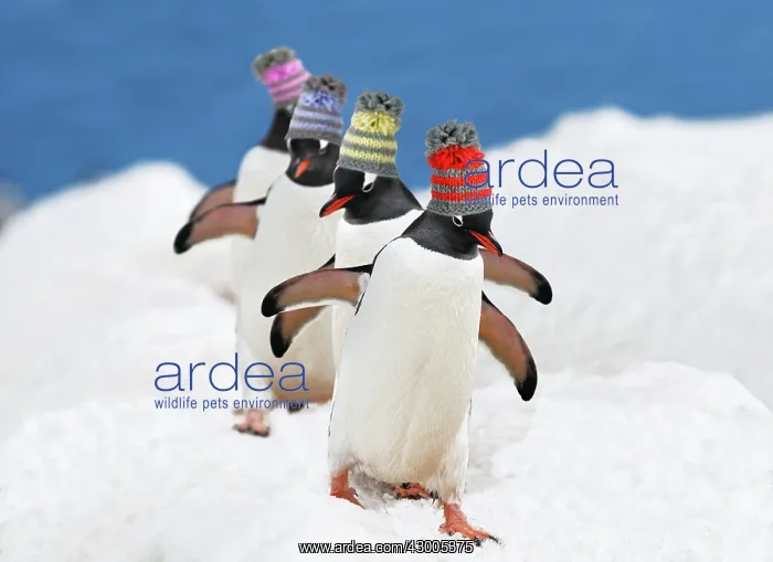 : Gentoo Penguin : Gentoo Penguin