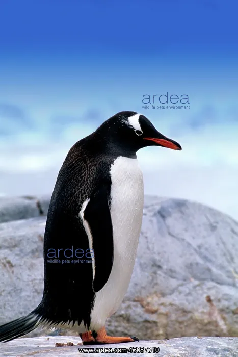 : Gentoo Penguin : Gentoo Penguin