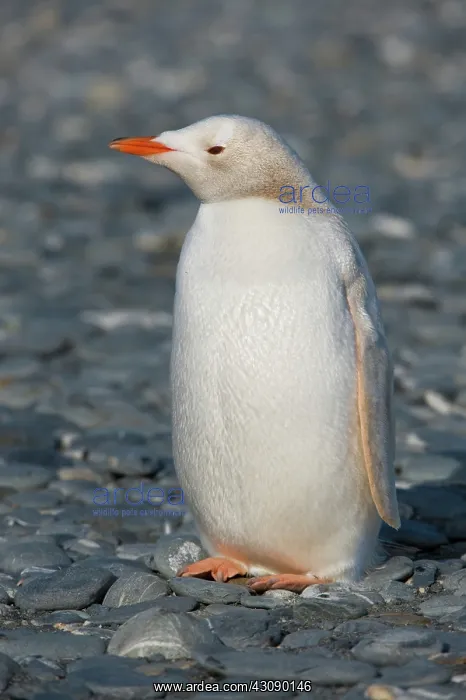  : Gentoo Penguin