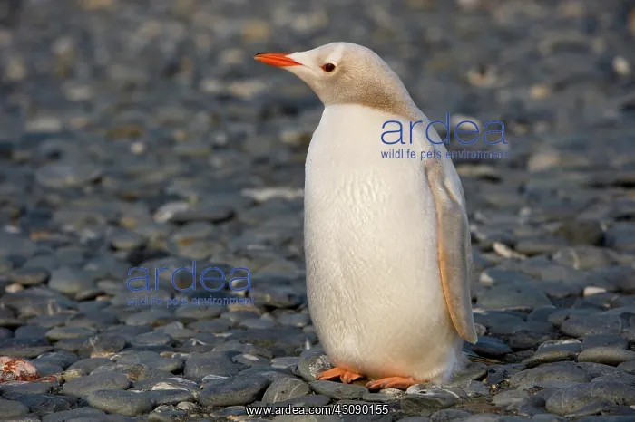 : Gentoo Penguin : Gentoo Penguin