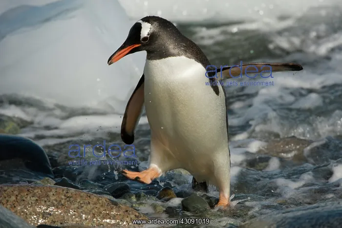 : Gentoo Penguin : Gentoo Penguin