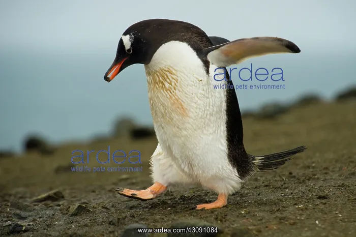 : Gentoo Penguin : Gentoo Penguin