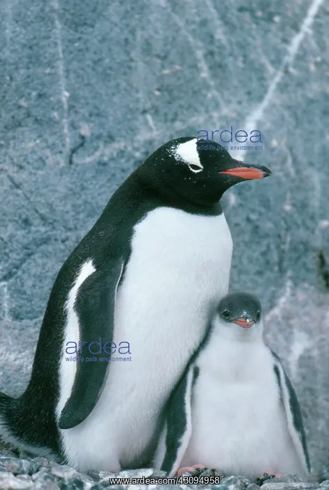  : Gentoo Penguin