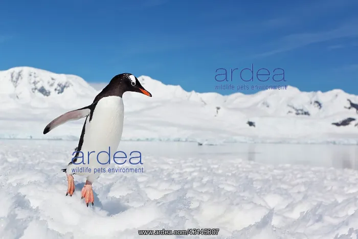 : Gentoo Penguin : Gentoo Penguin