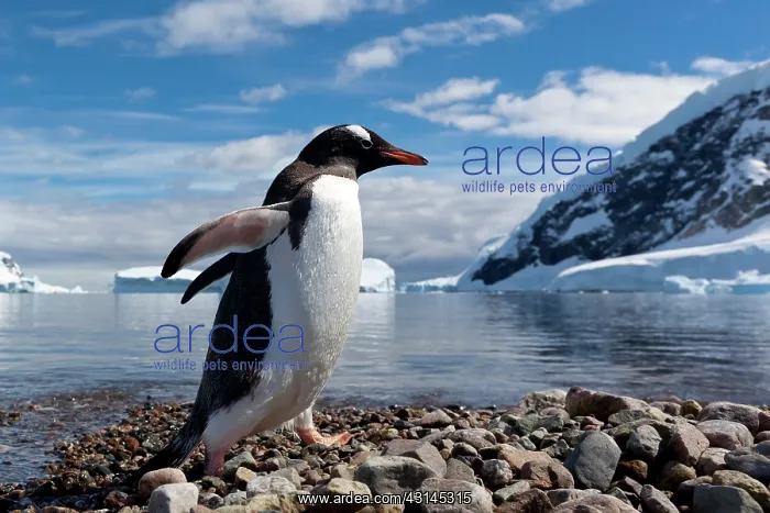 : Gentoo Penguin : Gentoo Penguin