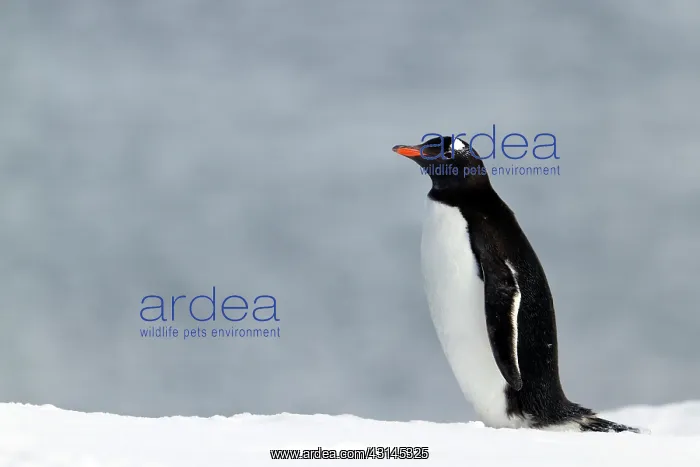 : Gentoo Penguin : Gentoo Penguin