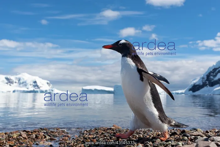 : Gentoo Penguin : Gentoo Penguin