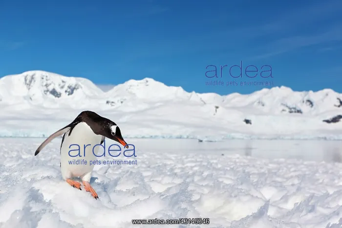 : Gentoo Penguin : Gentoo Penguin