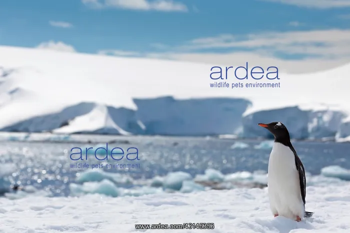 : Gentoo Penguin : Gentoo Penguin