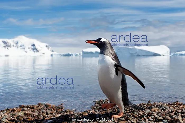 : Gentoo Penguin : Gentoo Penguin