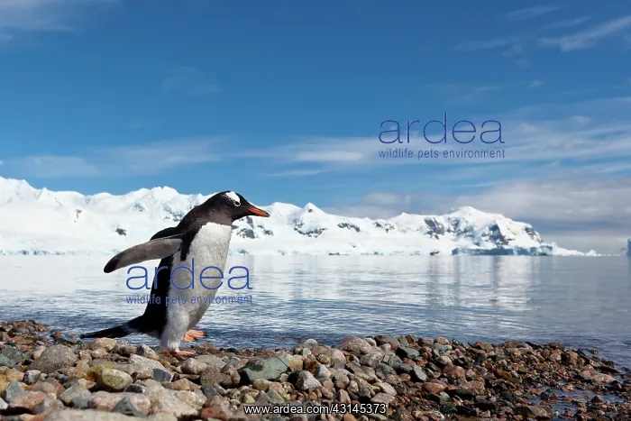 : Gentoo Penguin : Gentoo Penguin