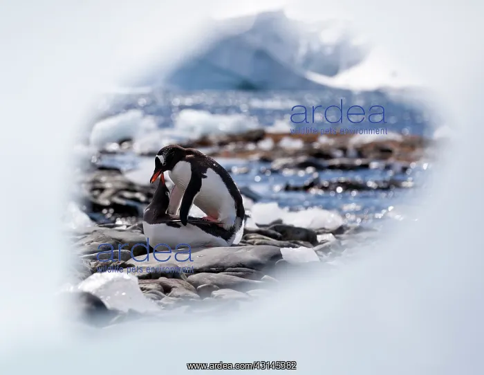 : Gentoo Penguin : Gentoo Penguin