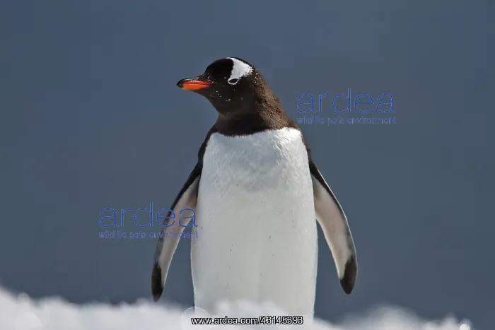  : Gentoo Penguin
