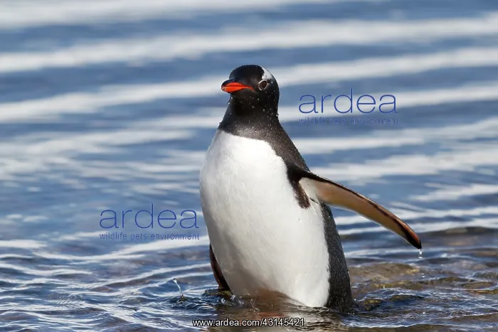 : Gentoo Penguin : Gentoo Penguin