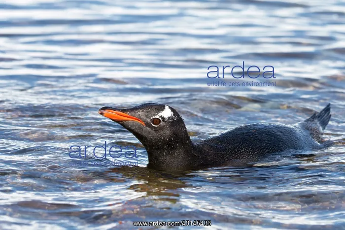 : Gentoo Penguin : Gentoo Penguin
