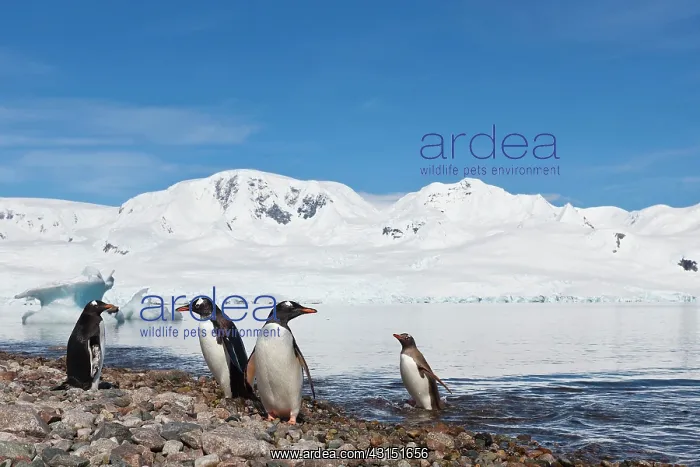 : Gentoo Penguin : Gentoo Penguin