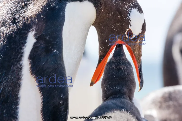 : Gentoo Penguin : Gentoo Penguin