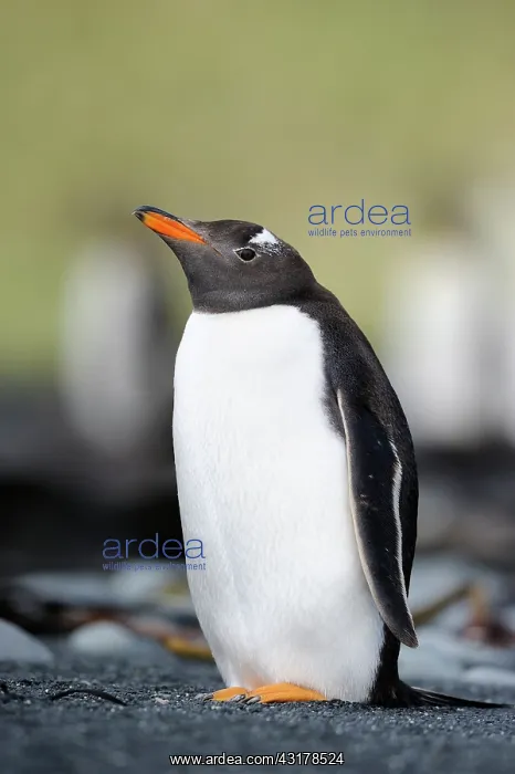 : Gentoo Penguin : Gentoo Penguin
