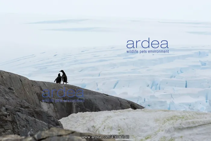  : Gentoo Penguin adult and chick on rock