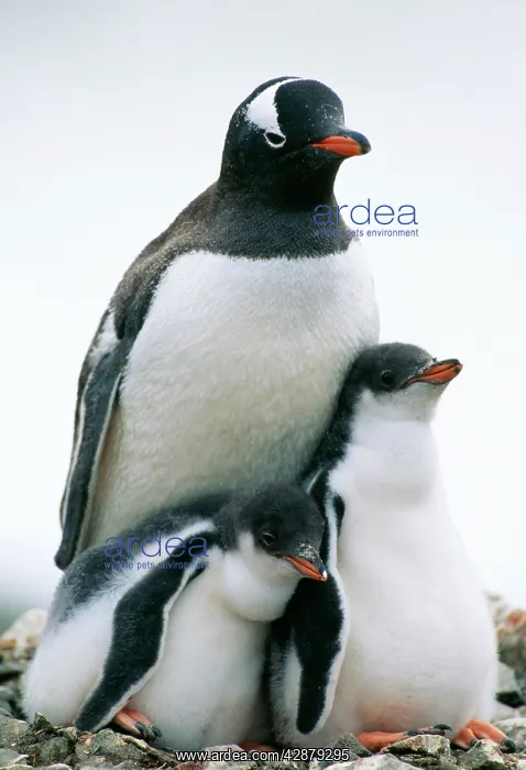 : GENTOO PENGUIN - adult with two chicks : GENTOO PENGUIN - adult with two chicks