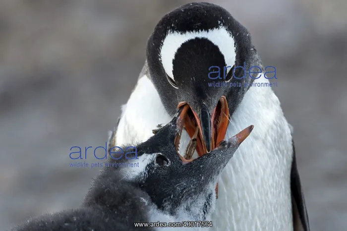: Gentoo Penguin adult feeding chick : Gentoo Penguin adult feeding chick