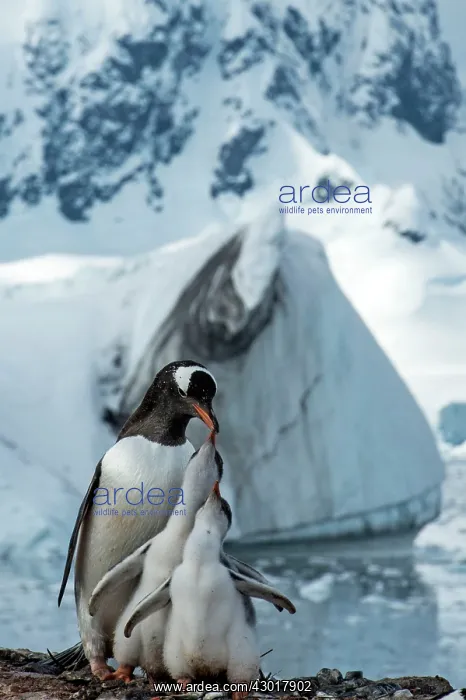  : Gentoo Penguin adult feeding chicks