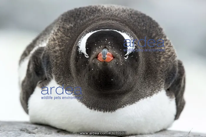 : Gentoo Penguin adult lying down on rock : Gentoo Penguin adult lying down on rock