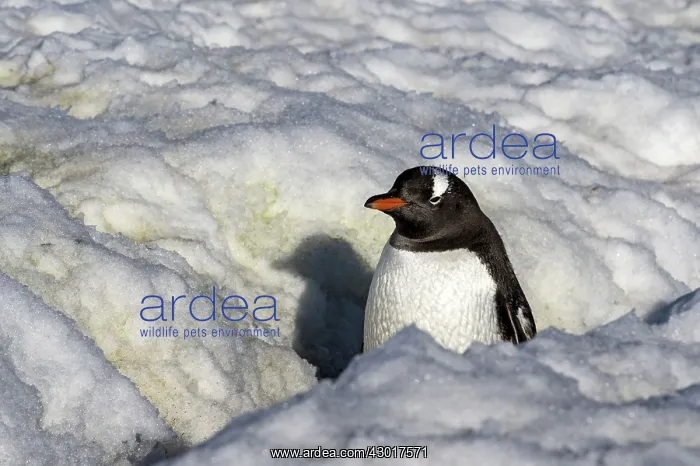 : Gentoo Penguin adult walking through penguin highway : Gentoo Penguin adult walking through penguin highway