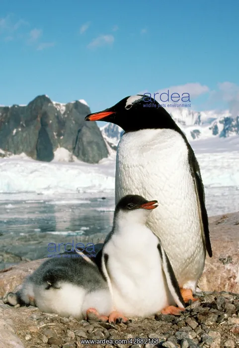 : GENTOO PENGUIN - adult with young : GENTOO PENGUIN - adult with young