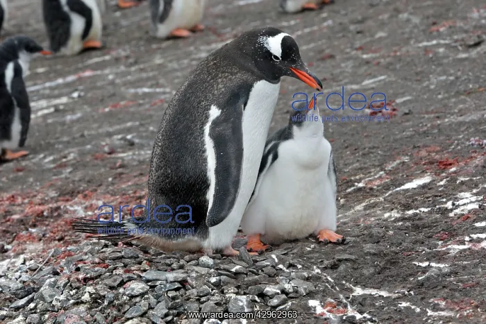 : Gentoo Penguin - Adult with young - Hannah Point : Gentoo Penguin - Adult with young - Hannah Point