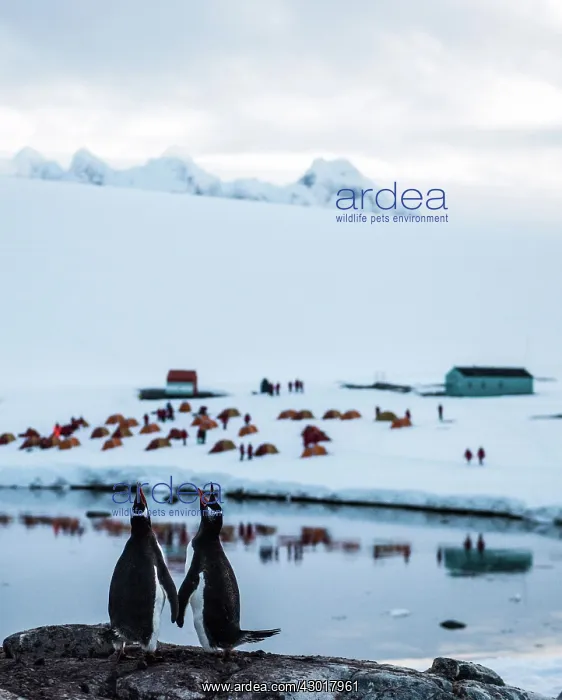 : Gentoo Penguin adults screeching : Gentoo Penguin adults screeching