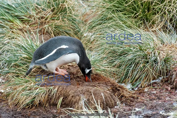  : Gentoo Penguin building a nest