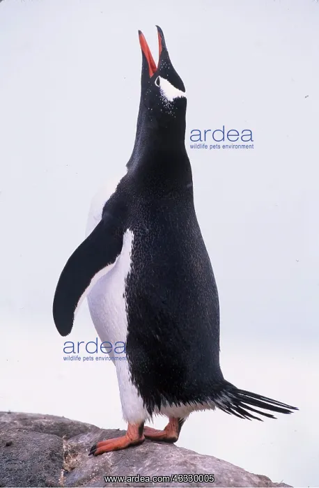  : GENTOO PENGUIN - calling