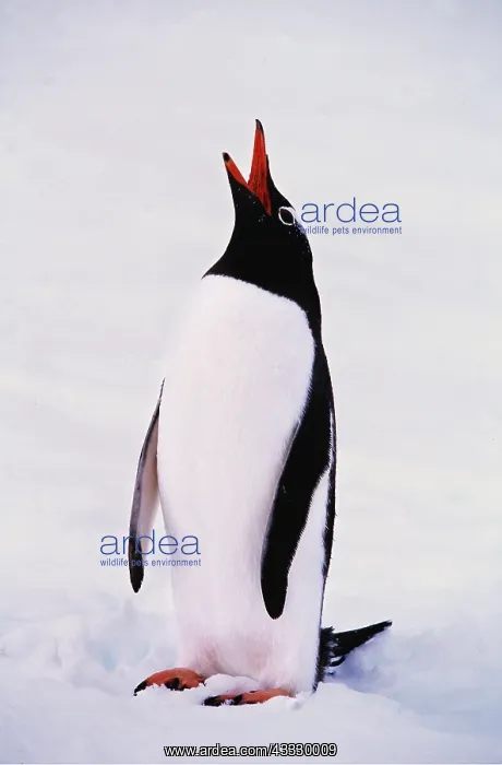 : Gentoo Penguin - Calling