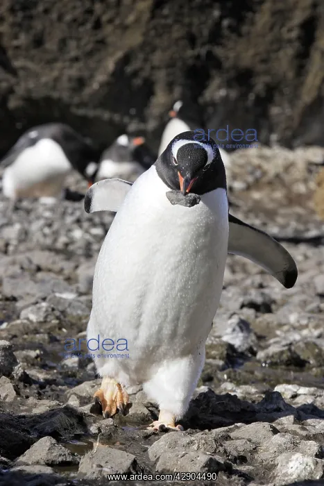 : Gentoo Penguin - carrying pebble back to nest : Gentoo Penguin - carrying pebble back to nest