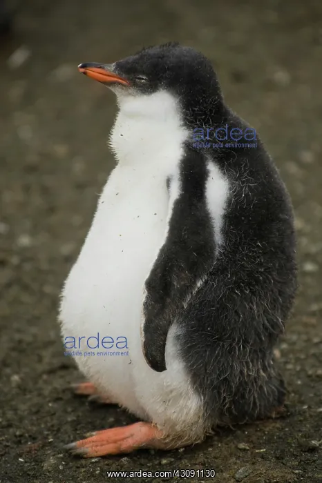: Gentoo Penguin Chick : Gentoo Penguin Chick